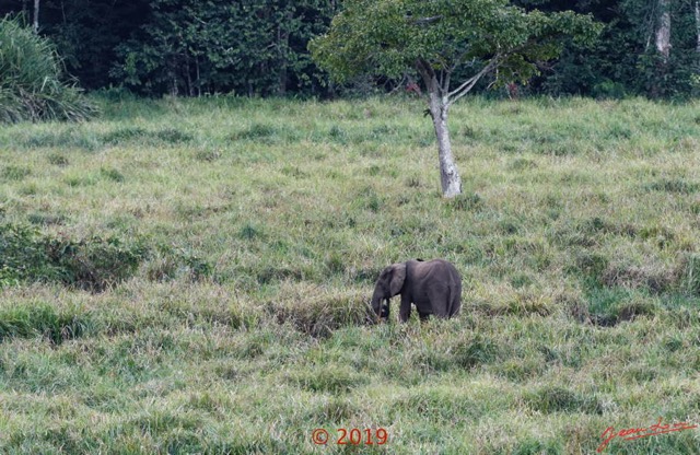140 DJIDJI 1 Bai de LANGOUE 3 J7 la Plateforme le Bai de Droite Famille Elephants 18E80IMG_180929140336_DxOwtmk 150k.jpg