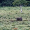 140 DJIDJI 1 Bai de LANGOUE 3 J7 la Plateforme le Bai de Droite Famille Elephants 18E80IMG_180929140336_DxOwtmk 150k.jpg