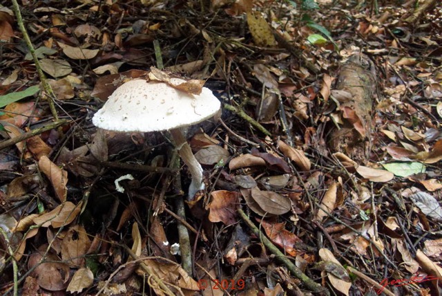 157 DJIDJI 1 Bai de LANGOUE 3 J8 la Marche de Retour en Foret Champignon 18OlymT4DSC_18092910P9280443_DxOwtmk 150k.jpg