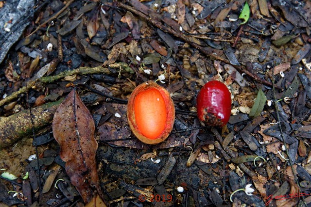 161 DJIDJI 1 Bai de LANGOUE 3 J8 Arbre 039 Magnoliposida Magnoliales Myristicaceae Niove Staudtia kamerunensis Fruit 18E5K3IMG_180929139017_DxOwtmk 150k.jpg