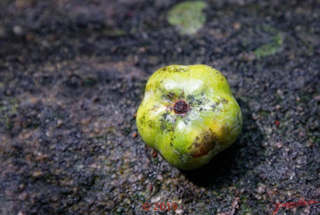171 DJIDJI 1 Bai de LANGOUE 3 J8 Arbre 042 Fruit Inconnu 18E5K3IMG_180929139029_DxOwtmk 150k.jpg