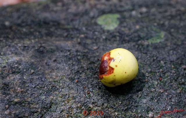 172 DJIDJI 1 Bai de LANGOUE 3 J8 Arbre 041 Equisetopsida Ericales Ebenaceae Diospyros sp Probable Fruit 18E5K3IMG_180929139030_DxOwtmk 150k.jpg