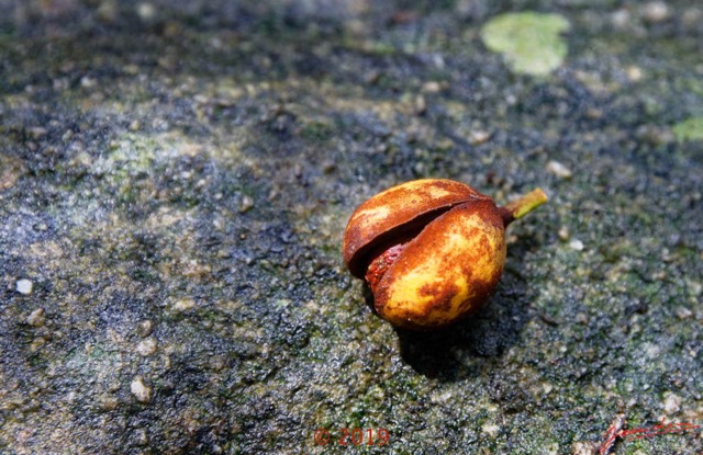 173 DJIDJI 1 Bai de LANGOUE 3 J8 Arbre 039 Magnoliposida Magnoliales Myristicaceae Niove Staudtia kamerunensis Fruit 18E5K3IMG_180929139031_DxOwtmk 150k.jpg
