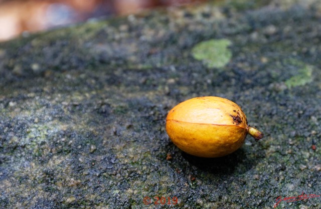 174 DJIDJI 1 Bai de LANGOUE 3 J8 Arbre 039 Magnoliposida Magnoliales Myristicaceae Niove Staudtia kamerunensis Fruit 18E5K3IMG_180929139033_DxOwtmk 150k.jpg