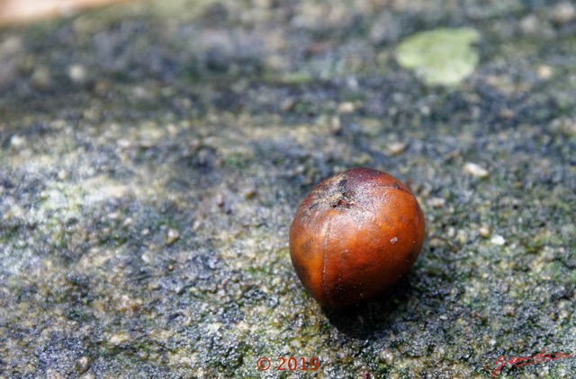 175 DJIDJI 1 Bai de LANGOUE 3 J8 Arbre 040 Fruit Inconnu 18E5K3IMG_180929139032_DxOwtmk 150k.jpg