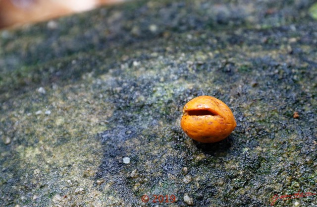 176 DJIDJI 1 Bai de LANGOUE 3 J8 Arbre 037 Magnoliopsida Vitales Vitaceae Liane Cissus sp Fruit 18E5K3IMG_180929139034_DxOwtmk 150k.jpg