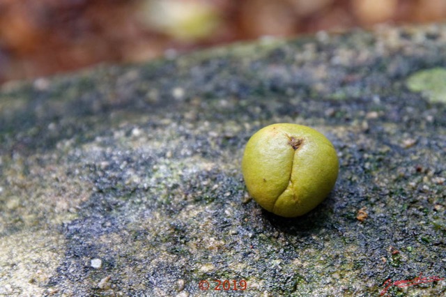 177 DJIDJI 1 Bai de LANGOUE 3 J8 Arbre 036 Fruit Inconnu 18E5K3IMG_180929139035_DxOwtmk 150k.jpg