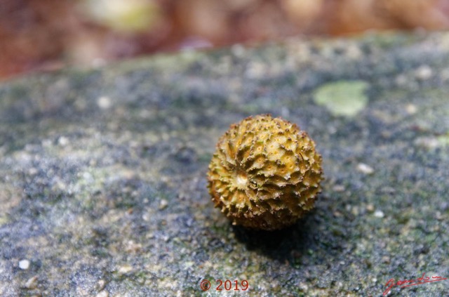178 DJIDJI 1 Bai de LANGOUE 3 J8 Arbre 035 Magnoliopsida Rubiales Rubiaceae Bilinga Nauclea diderrichii Fruit 18E5K3IMG_180929139036_DxOwtmk 150k.jpg