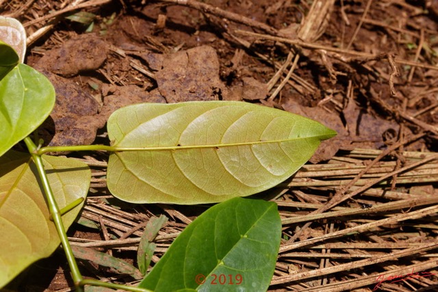 179 DJIDJI 1 Bai de LANGOUE 3 J8 Arbre 038 Magnoliopsida Vitales Vitaceae Liane Cissus sp Feuille 18E5K3IMG_180929139073_DxOwtmk 150k.jpg