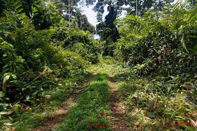 196 DJIDJI 1 Bai de LANGOUE 3 J8 la Piste vers le Camp Dilo Aframomums Couches par les Elephants 18E5K3IMG_180929139055_DxOwtmk 150k.jpg