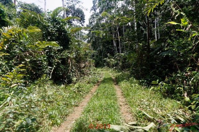 197 DJIDJI 1 Bai de LANGOUE 3 J8 la Piste vers le Camp Dilo Aframomums Couches par les Elephants 18E5K3IMG_180929139056_DxOwtmk 150k.jpg