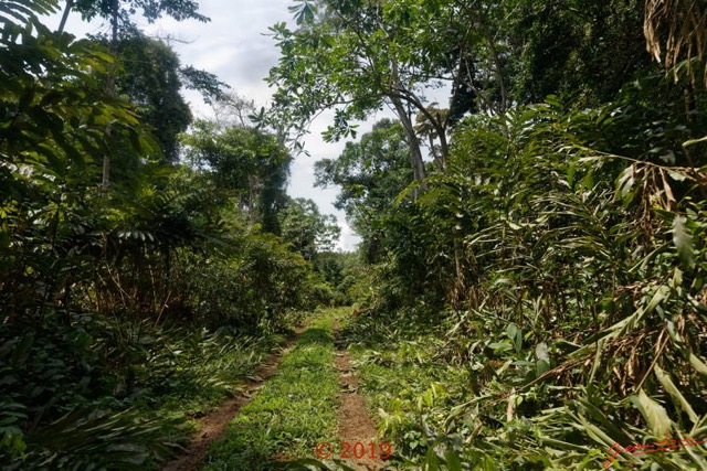 198 DJIDJI 1 Bai de LANGOUE 3 J8 la Piste vers le Camp Dilo Aframomums Couches par les Elephants 18E5K3IMG_180929139057_DxOwtmk 150k.jpg