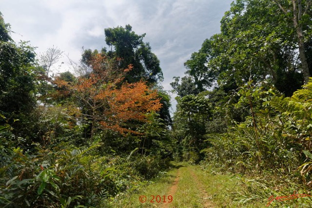 201 DJIDJI 1 Bai de LANGOUE 3 J8 la Piste vers le Camp Dilo Arbre Rouge 18E5K3IMG_180929139060_DxOwtmk 150k.jpg