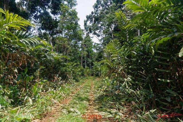 202 DJIDJI 1 Bai de LANGOUE 3 J8 la Piste vers le Camp Dilo Aframomums Couches par les Elephants 18E5K3IMG_180929139061_DxOwtmk 150k.jpg