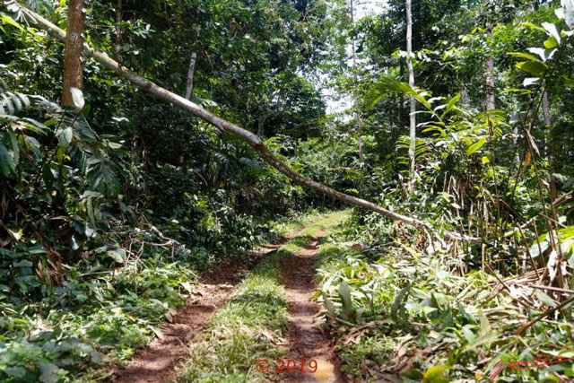 206 DJIDJI 1 Bai de LANGOUE 3 J8 la Piste vers le Camp Dilo Passage sous Arbre Deracine 18E5K3IMG_180929139065_DxOwtmk 150k.jpg
