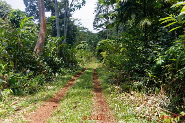 208 DJIDJI 1 Bai de LANGOUE 3 J8 la Piste vers le Camp Dilo Aframomums 18E5K3IMG_180929139071_DxOwtmk 150k.jpg