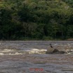 225 DJIDJI 1 Bai de LANGOUE 3 J8 Pirogue vers Booue le Fleuve Ogooue les Rapides-3 et Oiseau 18E5K3IMG_180929139118_DxOwtmk 150k.jpg
