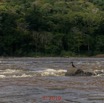 225 DJIDJI 1 Bai de LANGOUE 3 J8 Pirogue vers Booue le Fleuve Ogooue les Rapides-3 et Oiseau 18E5K3IMG_180929139118_DxOwtmk 150k.jpg