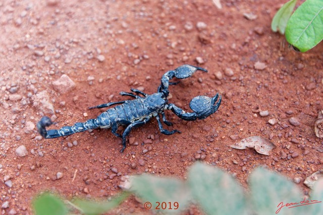 255 DJIDJI 1 Bai de LANGOUE 3 J8 la Piste de Retour Reptilia 03 Arachnida Scorpiones Scorpionidae Scorpion Pandinus imperator 18E5K3IMG_180929139167_DxOwtmk 150k.jpg
