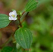 119 DJIDJI 1 Chutes 2 J6 la Piste Plante 027 Melastomataceae avec Fleur Blanche 18E5K3IMG_180929138716_DxOwtmk 150k.jpg