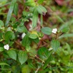 120 DJIDJI 1 Chutes 2 J6 la Piste Plante 027 Melastomataceae avec Fleur Blanche 18E5K3IMG_180929138717_DxOwtmk 150k.jpg