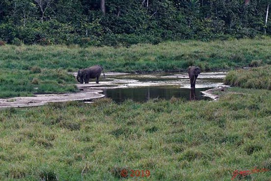 DJIDJI-1-Bai-de-LANGOUE-3-J7-la-Plateforme-le-Bai-de-Droite-Famille-Elephants-18E80IMG_180929140327_DxOwtmk-250k-Web