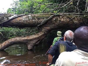 DjiDji-1-Descente-J3-Pirogue-Navigation-Passage-Difficile-sous-Arbre-Mort-5-SB-18TeliP6SteBruIMG_180923109888_DxOwtmk-250k-web