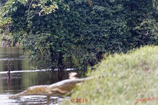 DJIDJI-1-Descente-J4-le-Lac-Reptilia-Crocodilia-Crocodylidae-Faux-Gavial-Afrique-Crocodylus-cataphractus 18E5K3IMG_180929138458_DxOwtmk-250k-Web