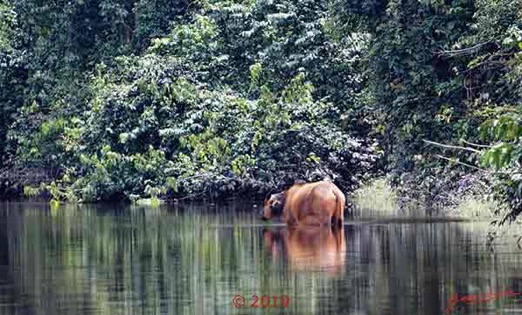 DJIDJI-1-Descente-J4-Navigation-Buffle-de-Foret-Syncerus-caffer-nanus-dans-la-Riviere-18E5K3IMG_180929138453_DxO-1wtmk-250k-web