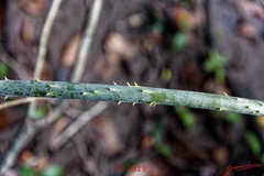 DJIDJI-1-Descente-J5-Plante-022-Liliopsides-Arales-Araceae-Anchomanes-sp-Possible-18E5K3IMG_180929138546_DxOwtmk-250k-web