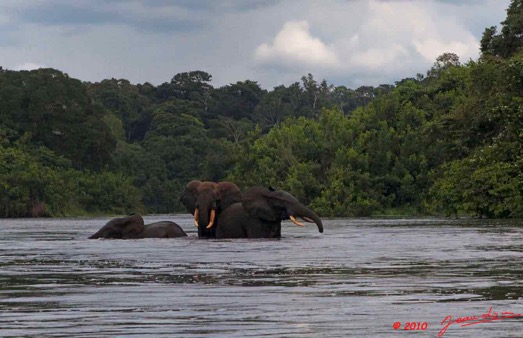 KONGOU-2-Fleuve-Ivindo-Elephants-10E5K2IMG_60366wtmk-Web