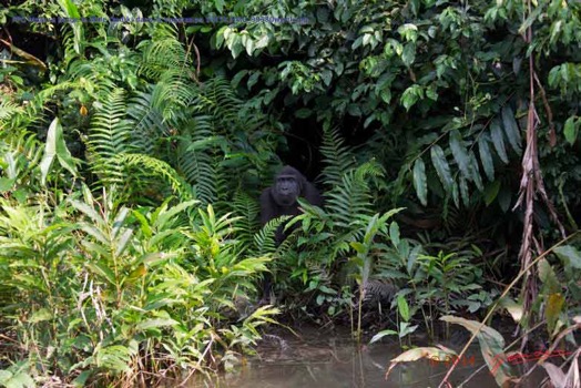 PPG-Mpassa-Berge-le-Male-Oudiki-dans-la-Vegetation-14E5K3IMG_99580wtmk-Web