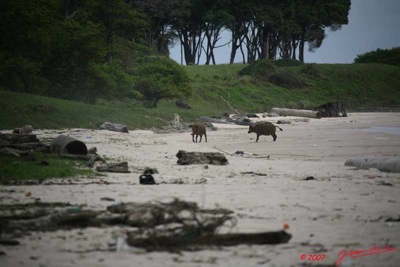 SETTE-CAMA-Buffles-sur-la-Plage-E7IMG_0960WTMK-web