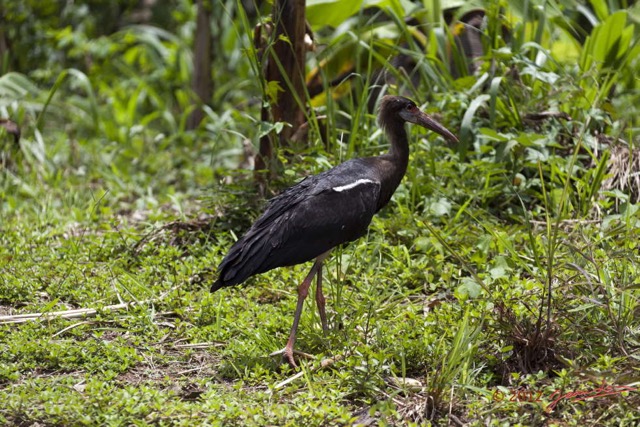 022 MOUYANAMA Oiseau Cigogne de Abdim Ciconia Abdimii 12E5K2IMG_74199wtmk.jpg