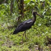 022 MOUYANAMA Oiseau Cigogne de Abdim Ciconia Abdimii 12E5K2IMG_74199wtmk.jpg