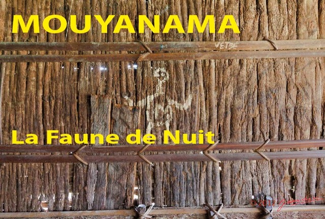 081 Titre Photos Mouyanama Faune de Nuit-01.jpg