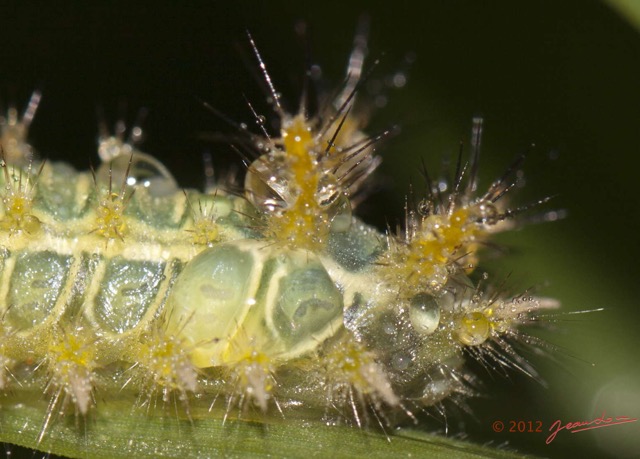 084 MOUYANAMA Insecte Chenille 12E50IMG_32696awtmk.jpg