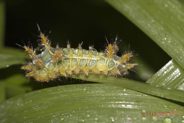 085 MOUYANAMA Insecte Chenille 12E50IMG_32696wtmk.jpg