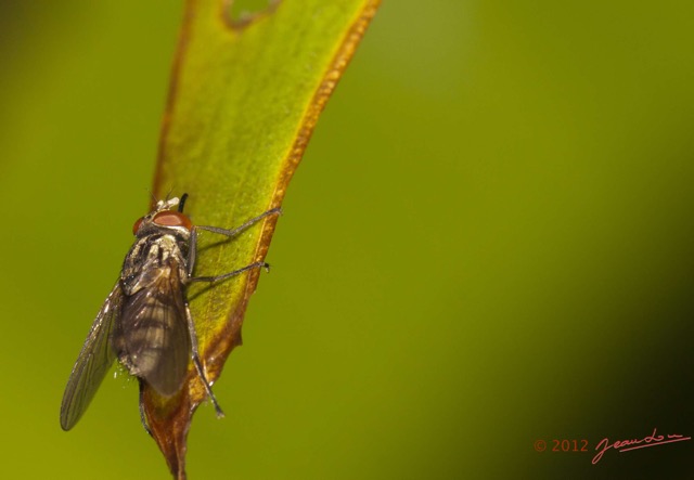 086 MOUYANAMA Insecte Diptere Mouche 12E50IMG_32703wtmk.jpg