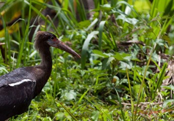 MOUYANAMA-Oiseau-Cigogne-de-Abdim-Ciconia-Abdimii-12E5K2IMG_74199awtmk-Web