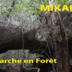 003 Titre Photos Mikaka Marche Foret-01.jpg