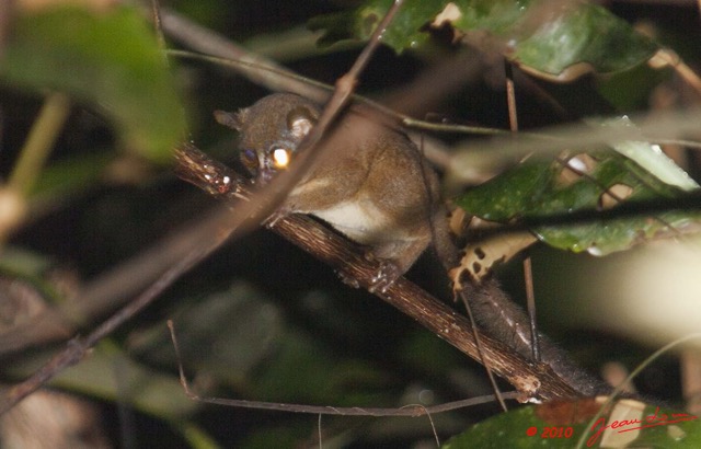 011 OSSELE Galago sp dans le Feuillage 10E5K2IMG_64660awtmk.jpg