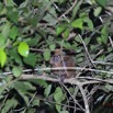 003 IKEI Mammifere Primate Lorisidae Potto sp 12E5K2IMG_74925wtmk.jpg