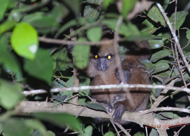 004 IKEI Mammifere Primate Lorisidae Potto sp 12E5K2IMG_74925awtmk.jpg
