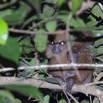 004 IKEI Mammifere Primate Lorisidae Potto sp 12E5K2IMG_74925awtmk.jpg