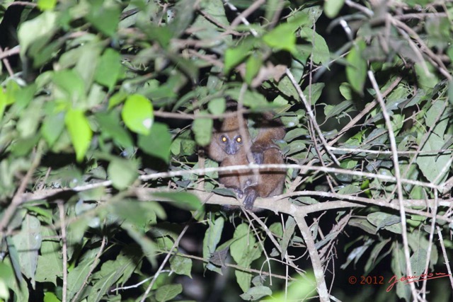 005 IKEI Mammifere Primate Lorisidae Potto sp 12E5K2IMG_74926wtmk.jpg