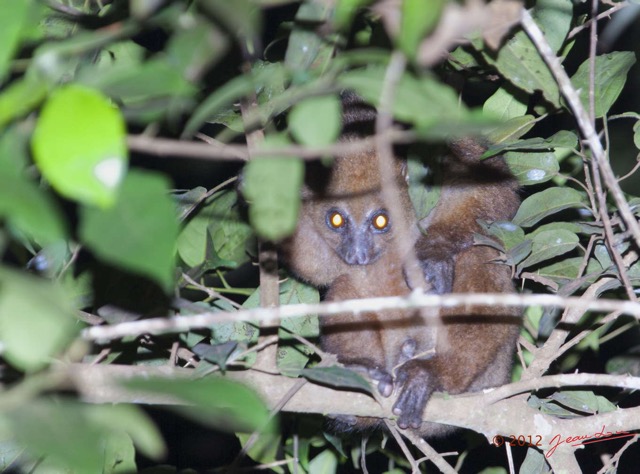 006 IKEI Mammifere Primate Lorisidae Potto sp 12E5K2IMG_74926awtmk.jpg