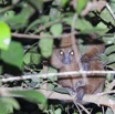 006 IKEI Mammifere Primate Lorisidae Potto sp 12E5K2IMG_74926awtmk.jpg