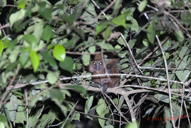 007 IKEI Mammifere Primate Lorisidae Potto sp 12E5K2IMG_74927wtmk.jpg