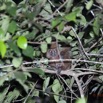 007 IKEI Mammifere Primate Lorisidae Potto sp 12E5K2IMG_74927wtmk.jpg